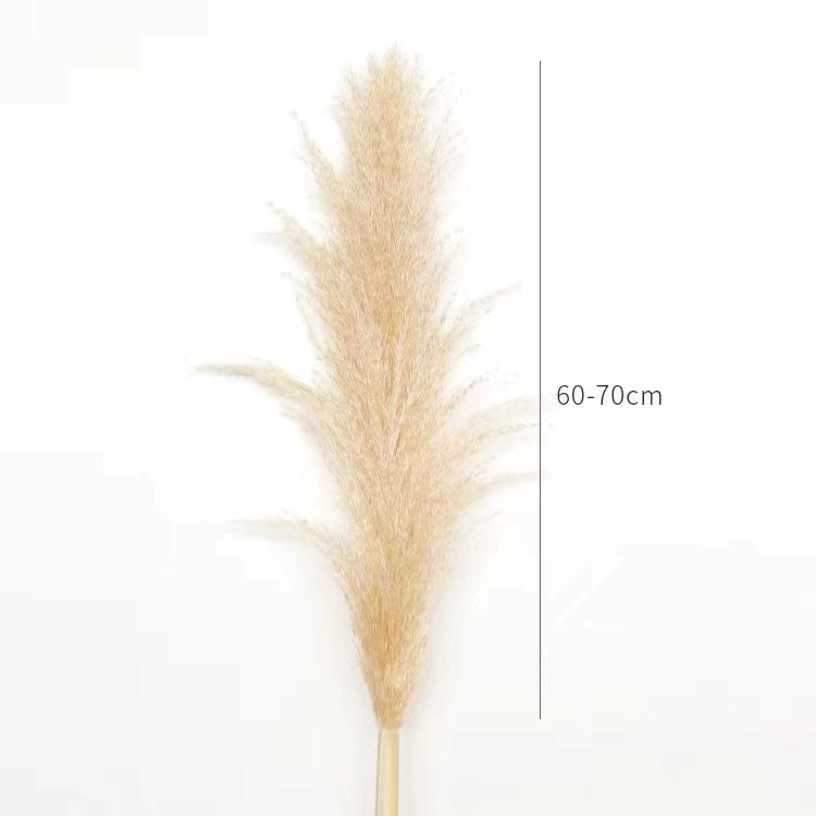 Dried flower decoration Pampas reed grass wedding home dried flower bouquet eternal flower manufacturers wholesale