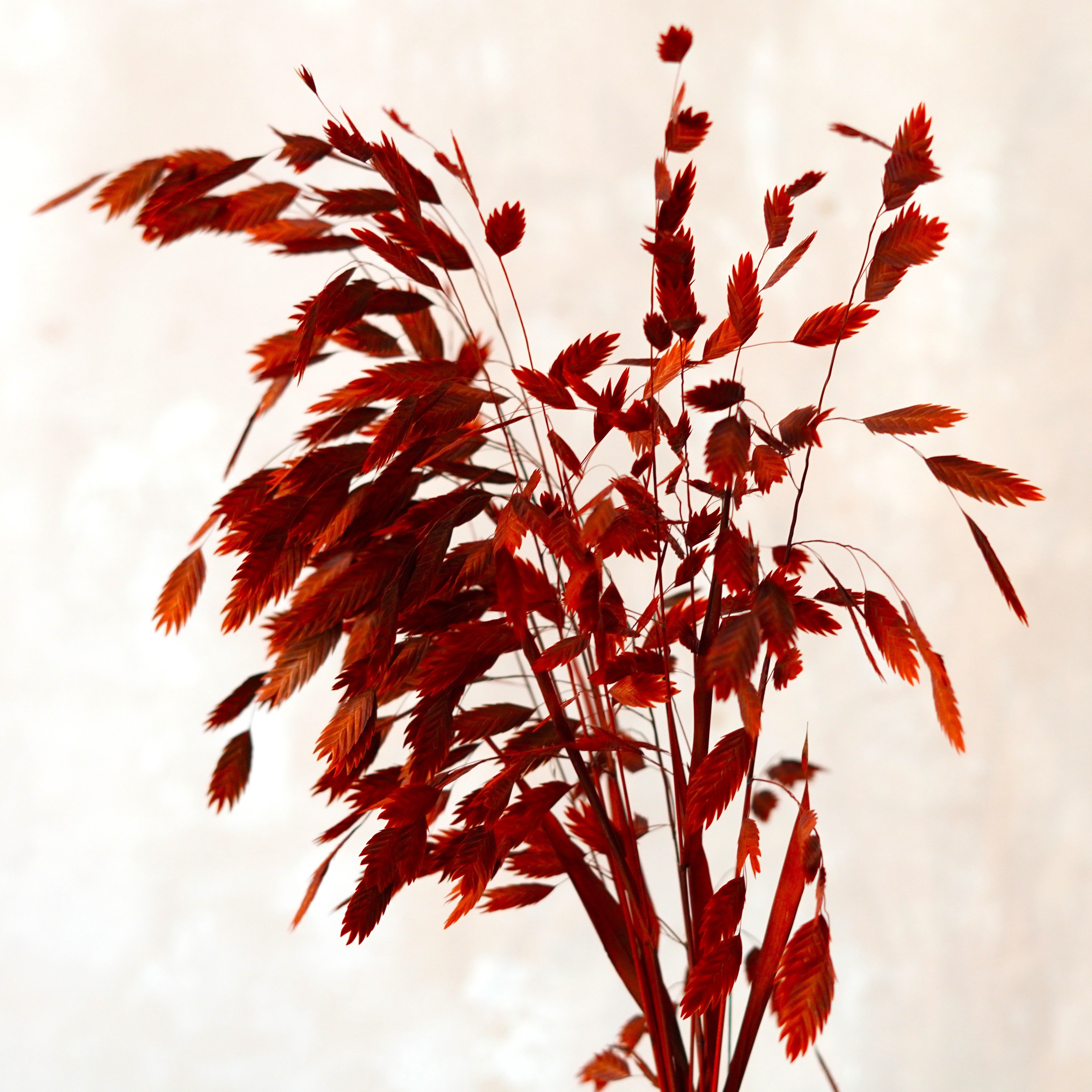 Dried Oat Grass,Dried Chasmanthium Latifolium, Dried flowers bouquet,Preserved Pompon Bazar Garnet Flat Ears