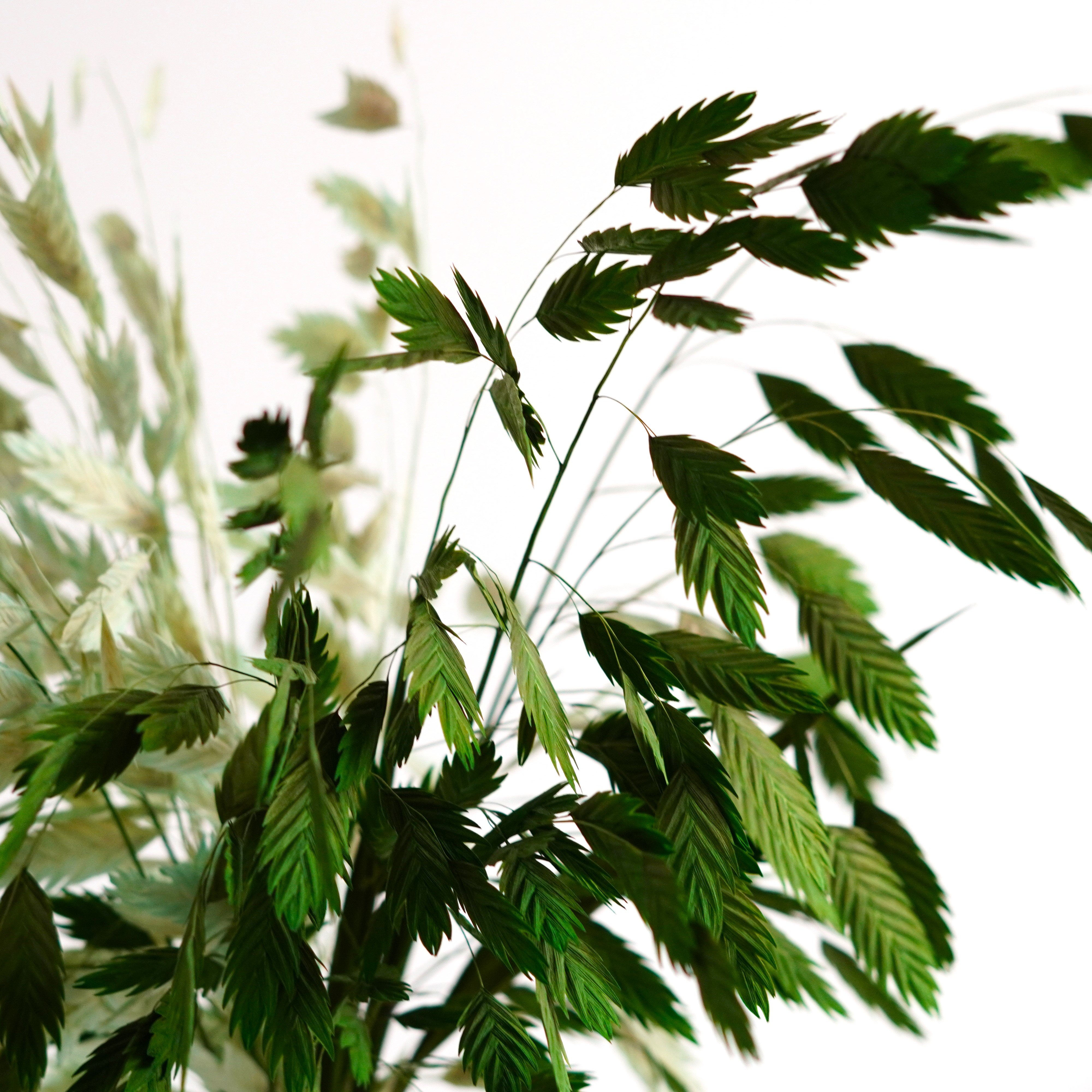 Dried Oat Grass,Dried Chasmanthium Latifolium, Dried flowers bouquet,Preserved Pompon Bazar Garnet Flat Ears