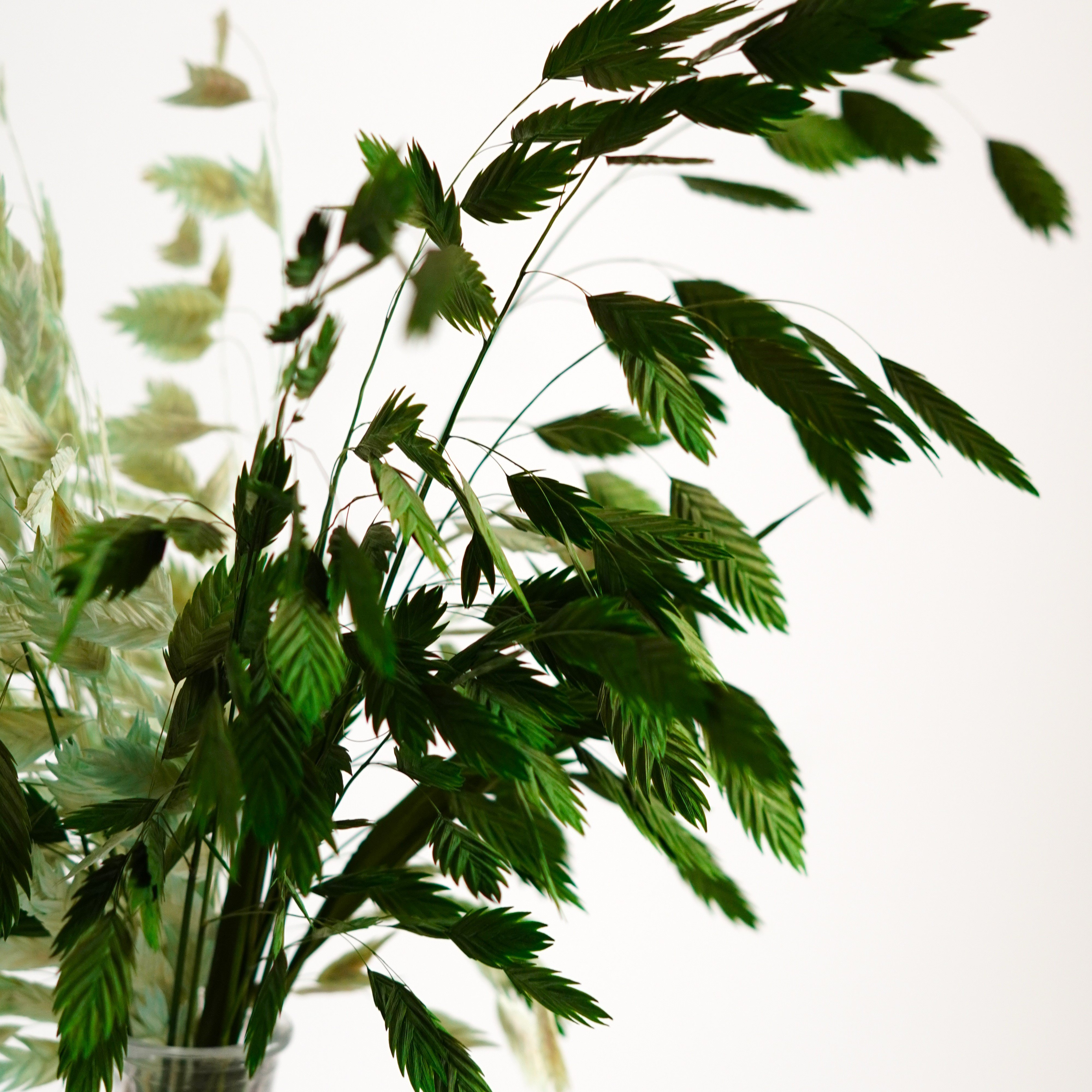 Dried Oat Grass,Dried Chasmanthium Latifolium, Dried flowers bouquet,Preserved Pompon Bazar Garnet Flat Ears
