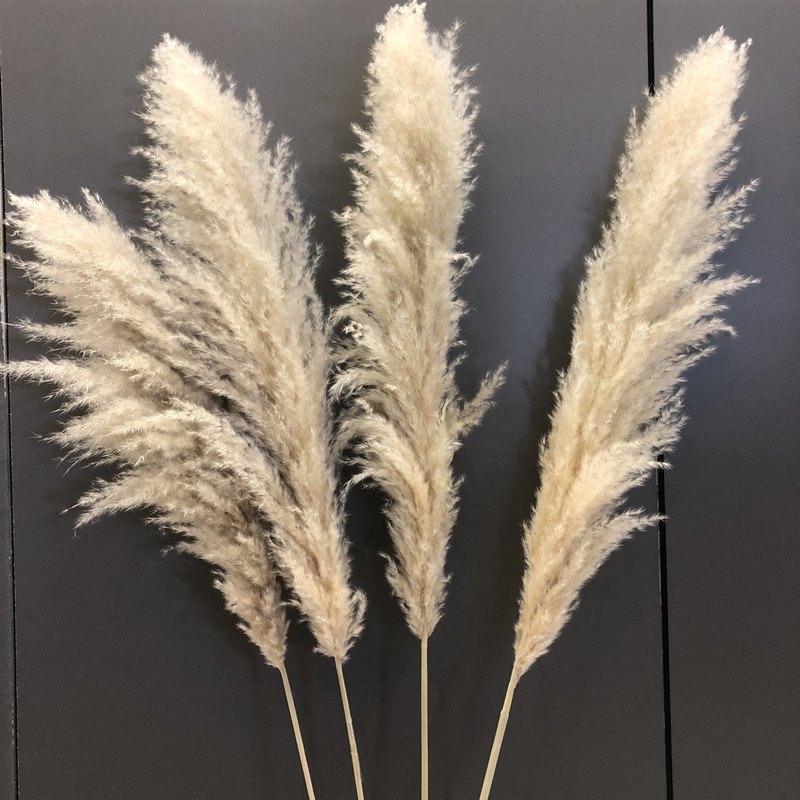 P-02 Wholesale Boho Wedding Decor Large Plume Dry Pampas Grass Flower Decor Natural Real Preserved Dried Pampas Grass For Decor