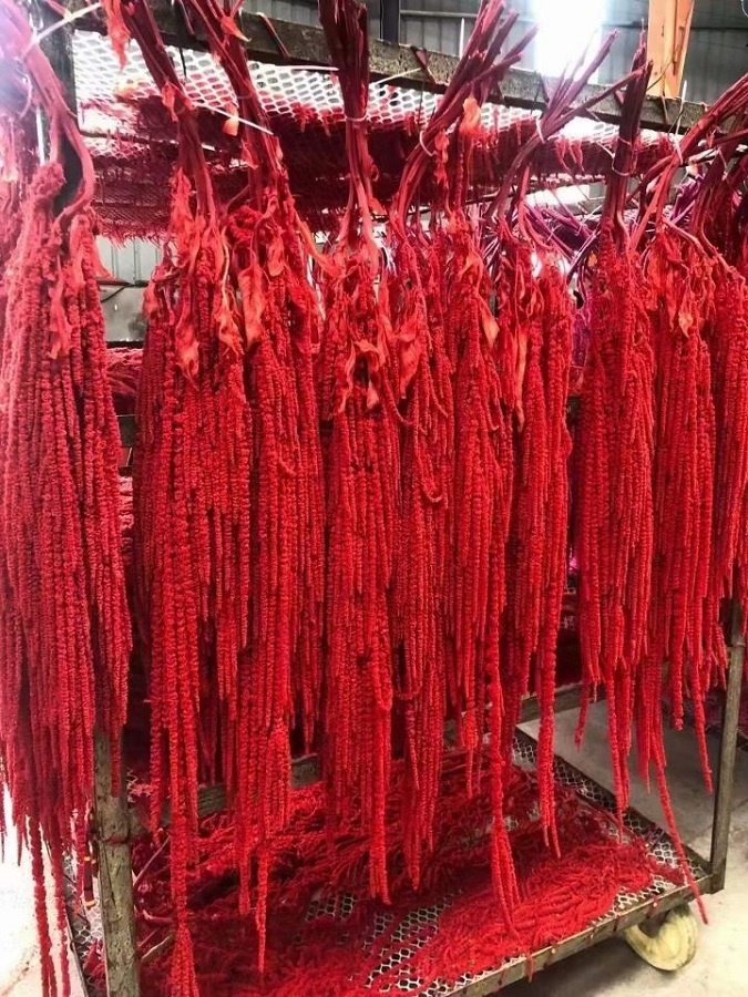 Wholesale greenery dried flowers dried amaranthus hanging preserved amaranthus for wedding decor