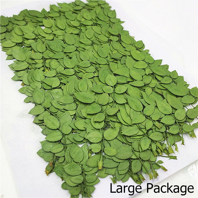 Rose Leaf Real Leaves Real Tree Leaves Plant Specimens Dried Plants Herbarium For DIY Resin