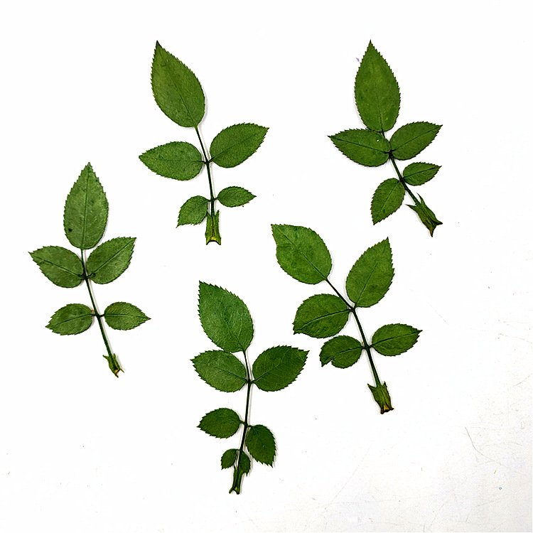 Rose Leaf Real Leaves Real Tree Leaves Plant Specimens Dried Plants Herbarium For DIY Resin