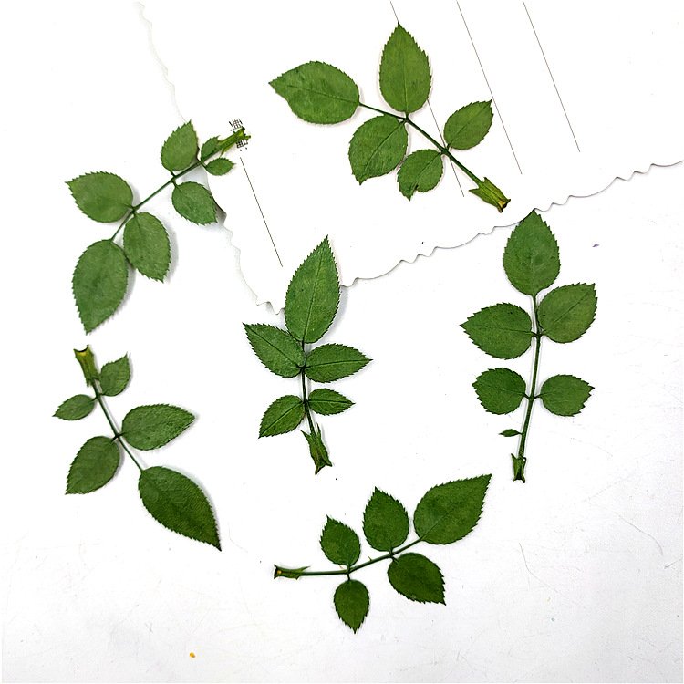 Rose Leaf Real Leaves Real Tree Leaves Plant Specimens Dried Plants Herbarium For DIY Resin