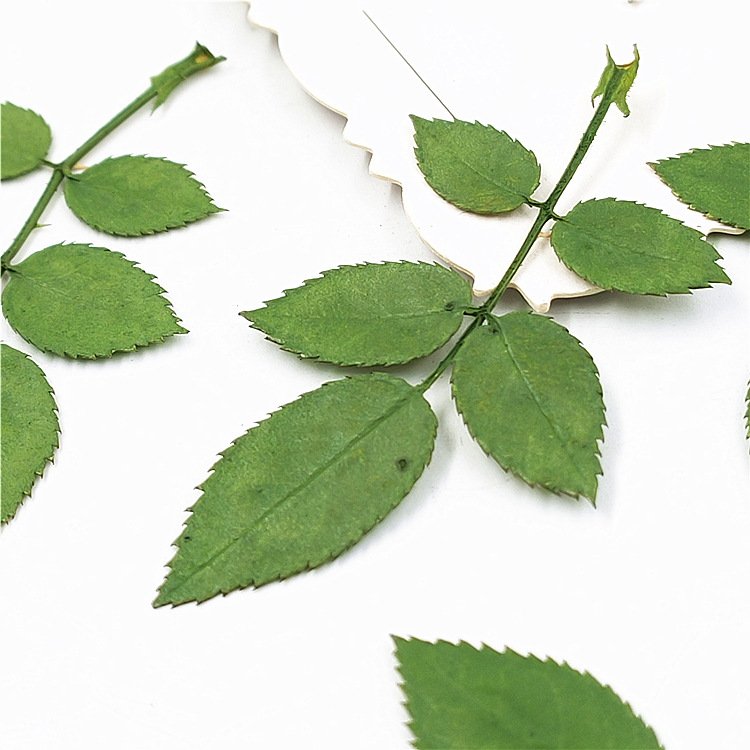 Rose Leaf Real Leaves Real Tree Leaves Plant Specimens Dried Plants Herbarium For DIY Resin