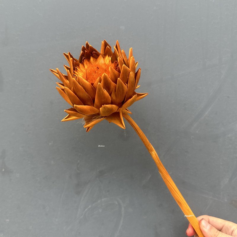 Wholesale 100% dried Flowers White lotus Preserved Flowers Artichoke For Home Wedding Decorative