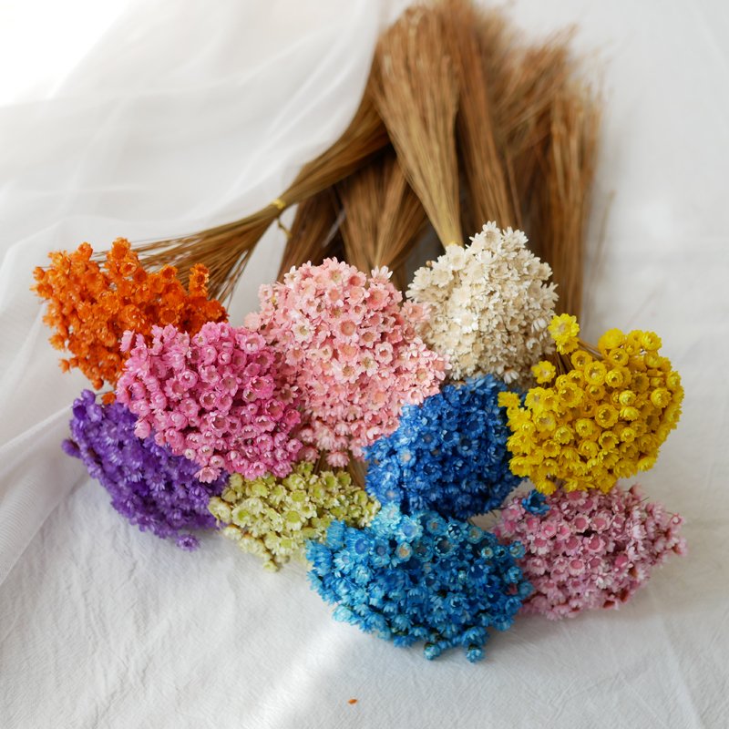 Wholesale Mini Brasil Star Daisy Flowers Dried Mini Daisies Natural Dry Flowers Brazilian Small Star Daisy Glixia For Decor