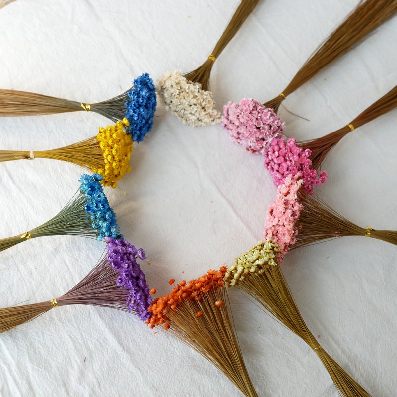Wholesale Mini Brasil Star Daisy Flowers Dried Mini Daisies Natural Dry Flowers Brazilian Small Star Daisy Glixia For Decor