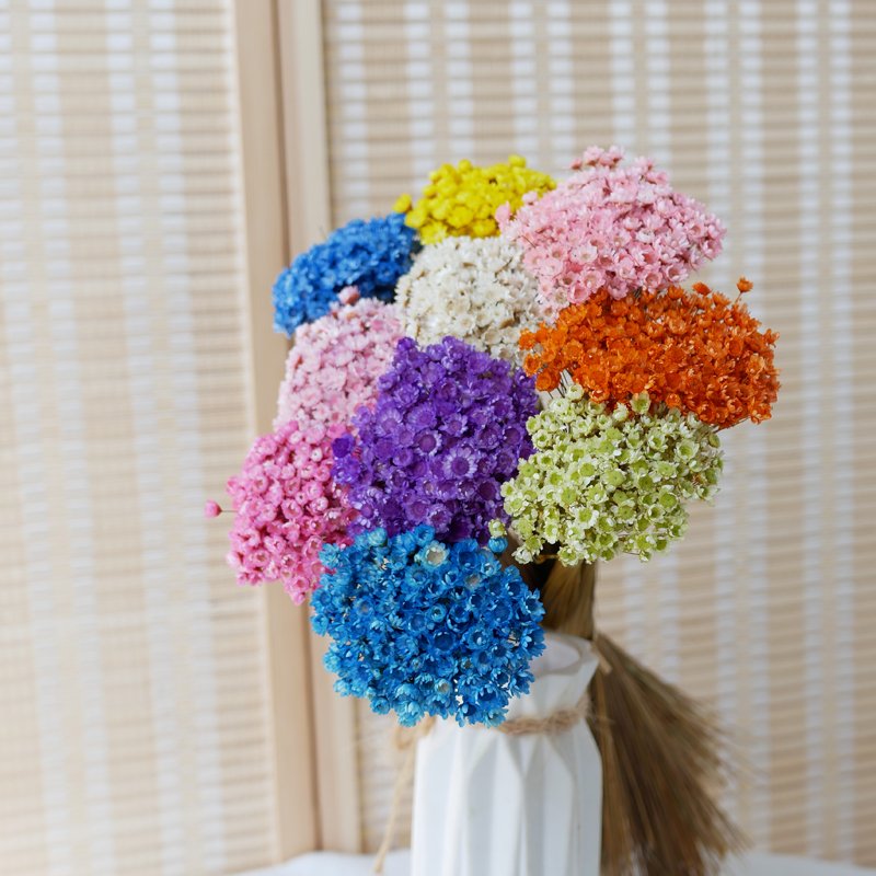 Wholesale Mini Brasil Star Daisy Flowers Dried Mini Daisies Natural Dry Flowers Brazilian Small Star Daisy Glixia For Decor