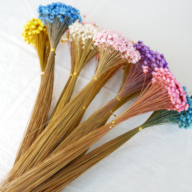 Wholesale Mini Brasil Star Daisy Flowers Dried Mini Daisies Natural Dry Flowers Brazilian Small Star Daisy Glixia For Decor