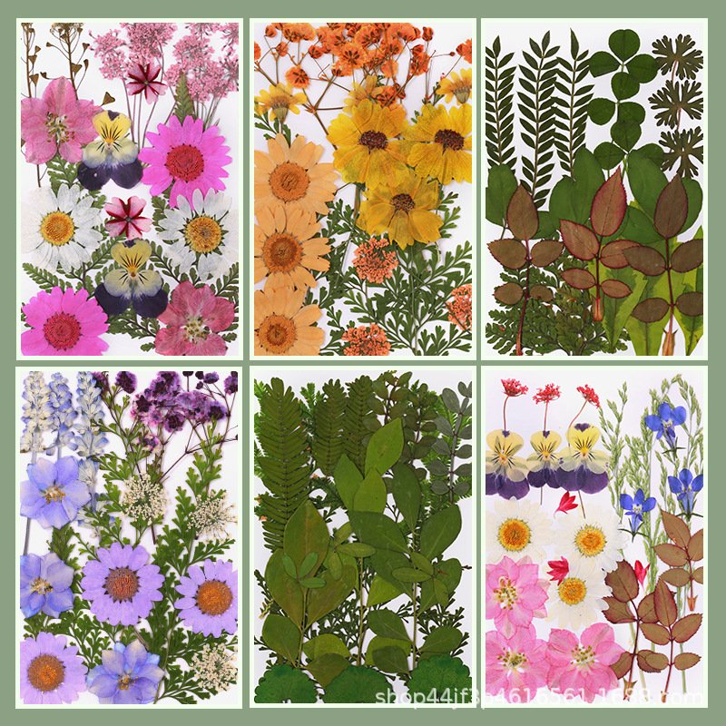 Customizable DIY dry flower embossed combination package handmade real natural flowers for craft