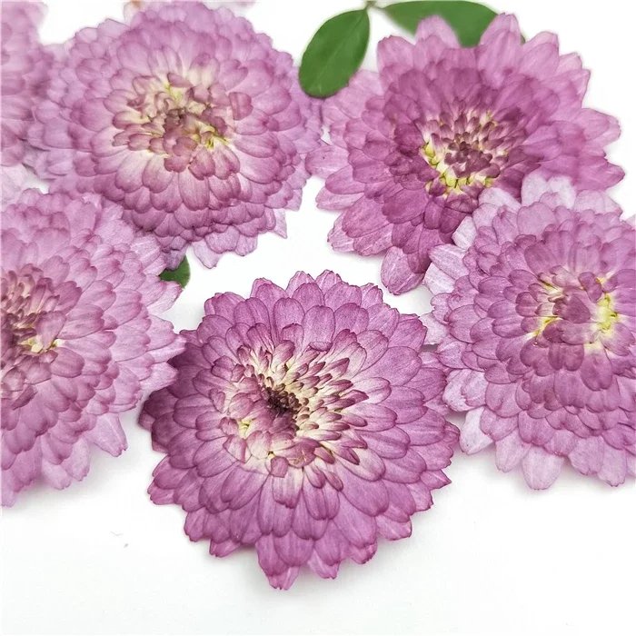 Natural Pressed Flowers Real Dried Chrysanthemum Pressed Purple Mini Daisy for DIY Art Craft Bookmark Decoration