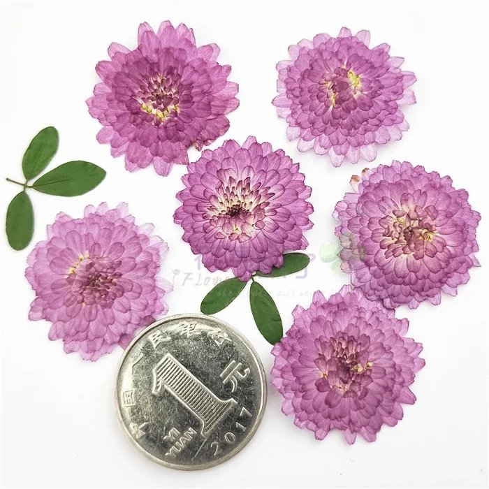 Natural Pressed Flowers Real Dried Chrysanthemum Pressed Purple Mini Daisy for DIY Art Craft Bookmark Decoration