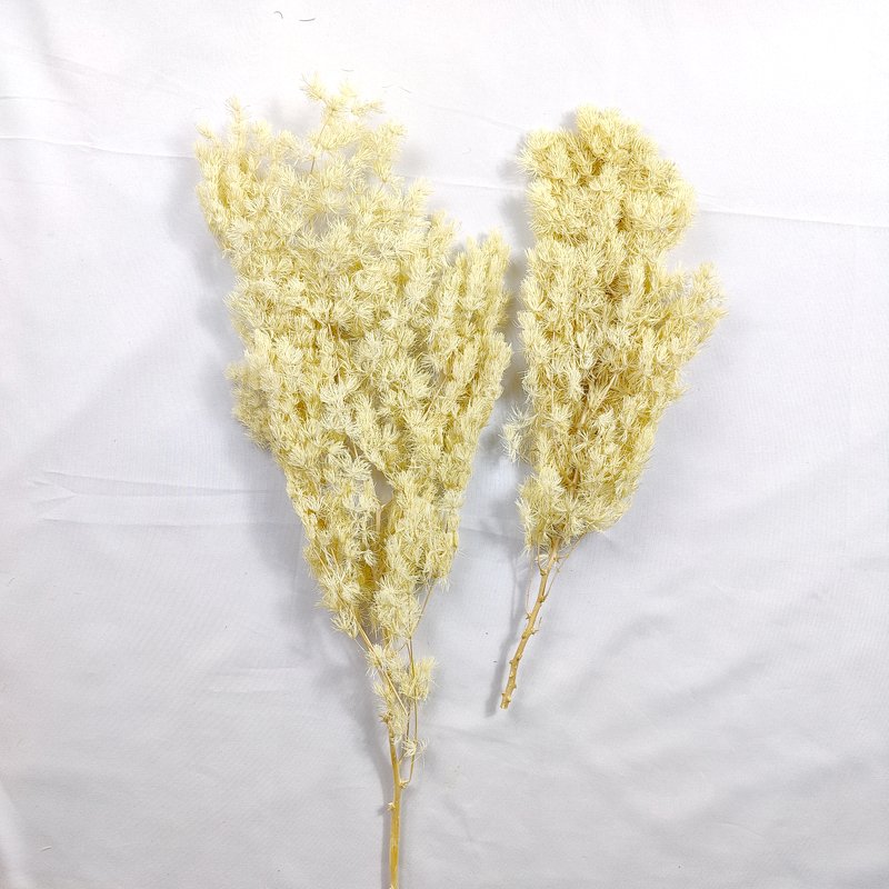 Natural Florist Craft Supplies Mingfern Dried Flowers Preserved Ming Asparagus Fern For Floral Arrangement Home Wedding Decor