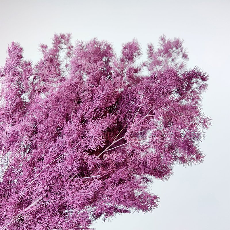 Natural Florist Craft Supplies Mingfern Dried Flowers Preserved Ming Asparagus Fern For Floral Arrangement Home Wedding Decor