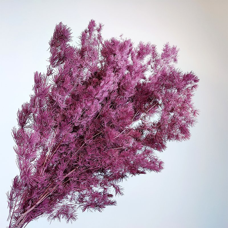 Natural Florist Craft Supplies Mingfern Dried Flowers Preserved Ming Asparagus Fern For Floral Arrangement Home Wedding Decor