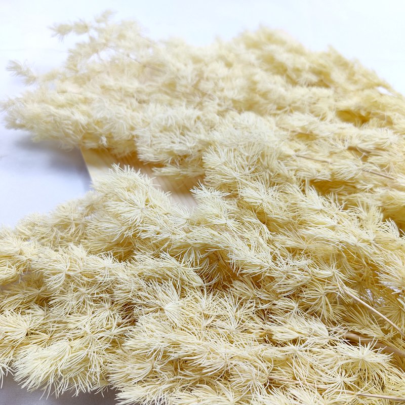 Natural Florist Craft Supplies Mingfern Dried Flowers Preserved Ming Asparagus Fern For Floral Arrangement Home Wedding Decor
