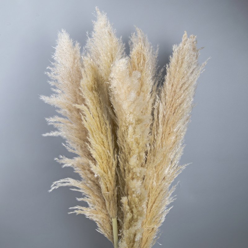 Wholesale Natural Flocking Dried Beige Flowers 30~80cm Fluffy Pampas Grass Wedding Decor Pampas Bouquet