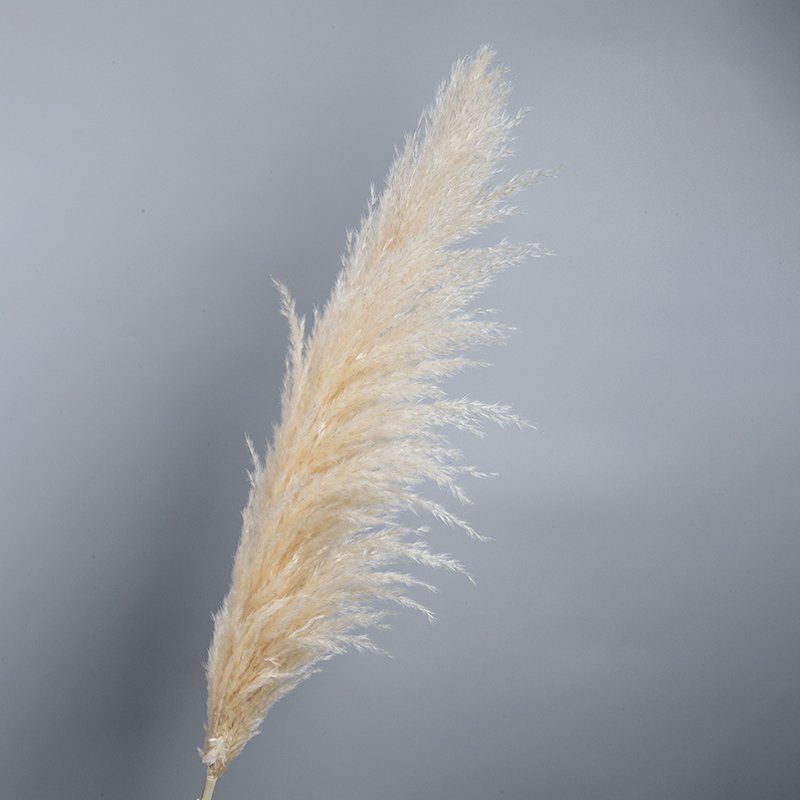 Wholesale Natural Flocking Dried Beige Flowers 30~80cm Fluffy Pampas Grass Wedding Decor Pampas Bouquet