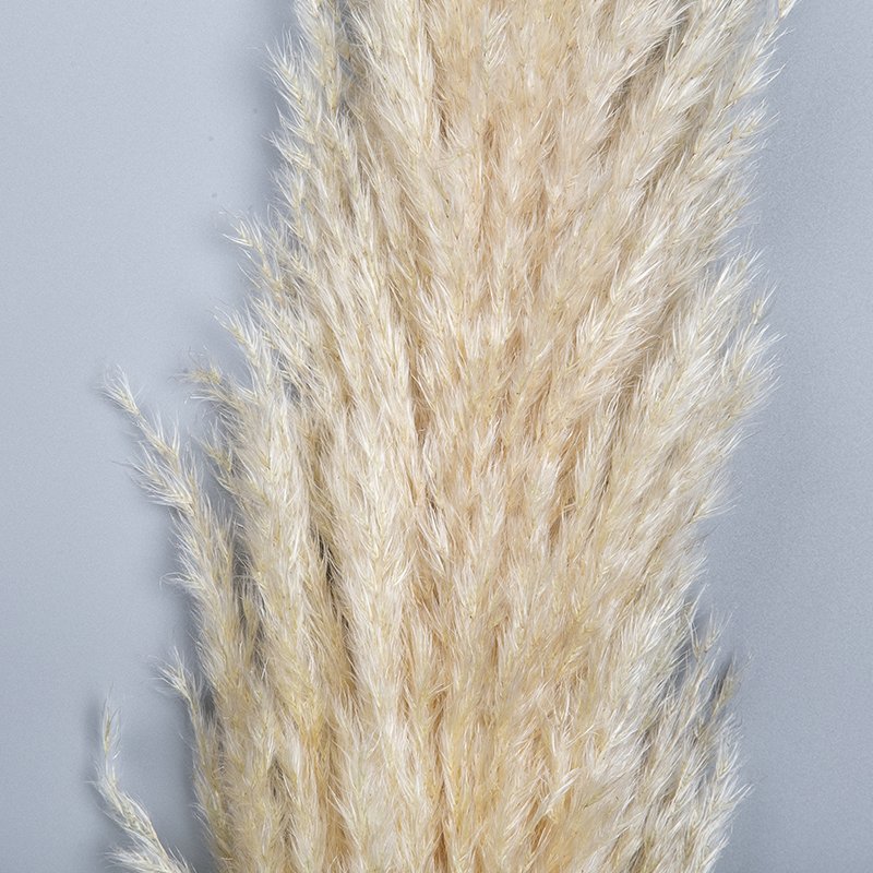 Wholesale Natural Flocking Dried Beige Flowers 30~80cm Fluffy Pampas Grass Wedding Decor Pampas Bouquet