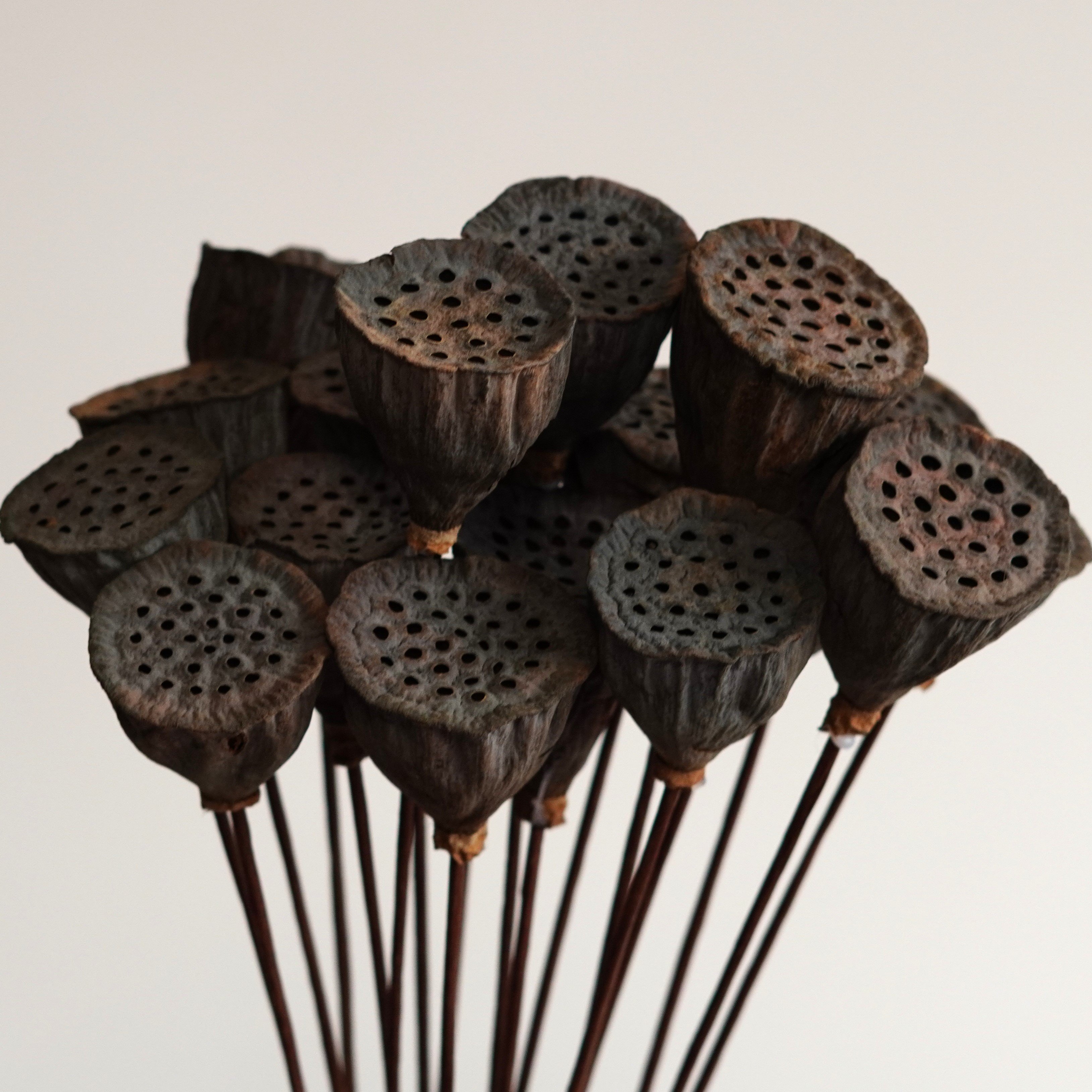 Dried Natural Lotus Pods Stemmed - Dried Lotus Pods - Natural Decor - Rustic Decor - Lotus Flower Arrangement