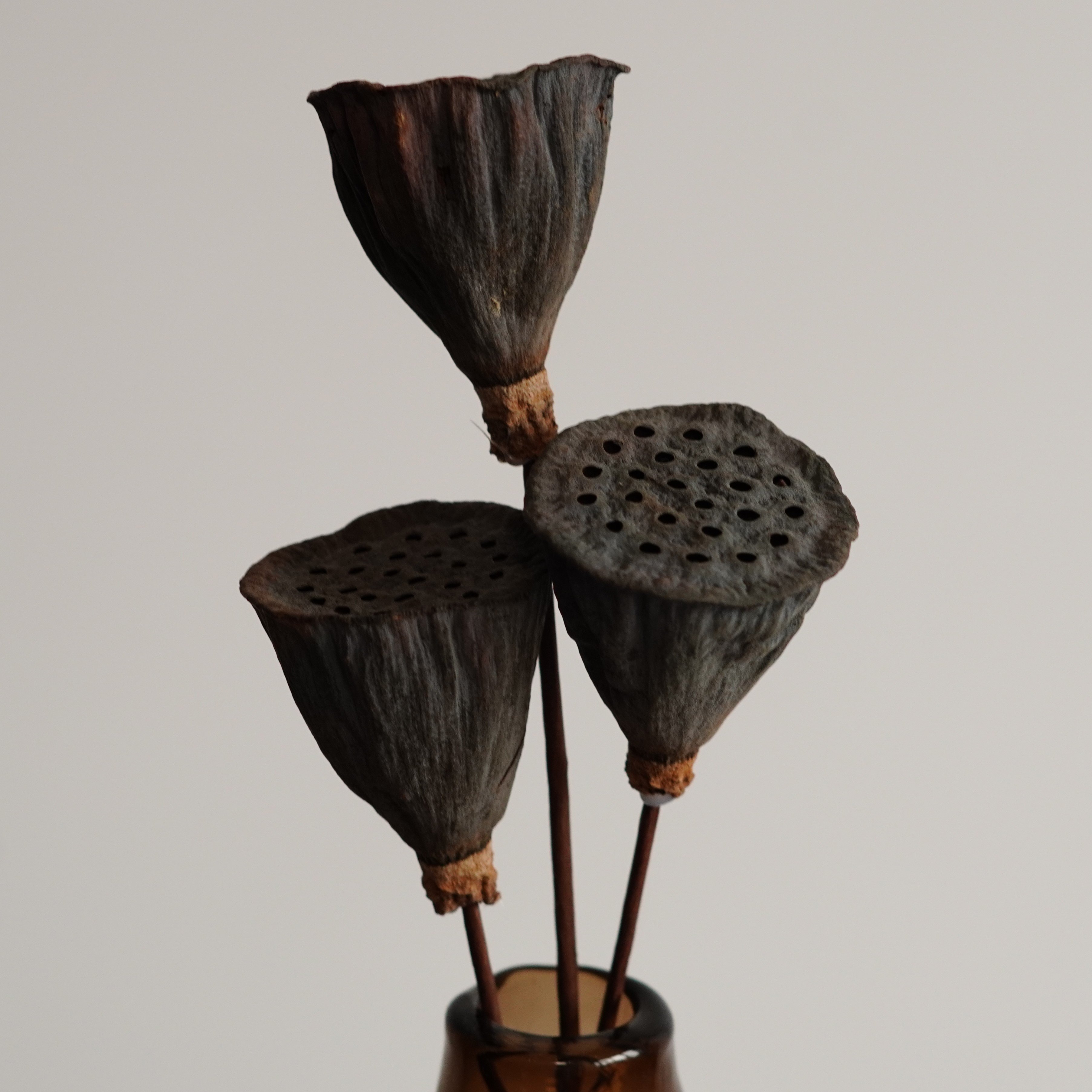 Dried Natural Lotus Pods Stemmed - Dried Lotus Pods - Natural Decor - Rustic Decor - Lotus Flower Arrangement