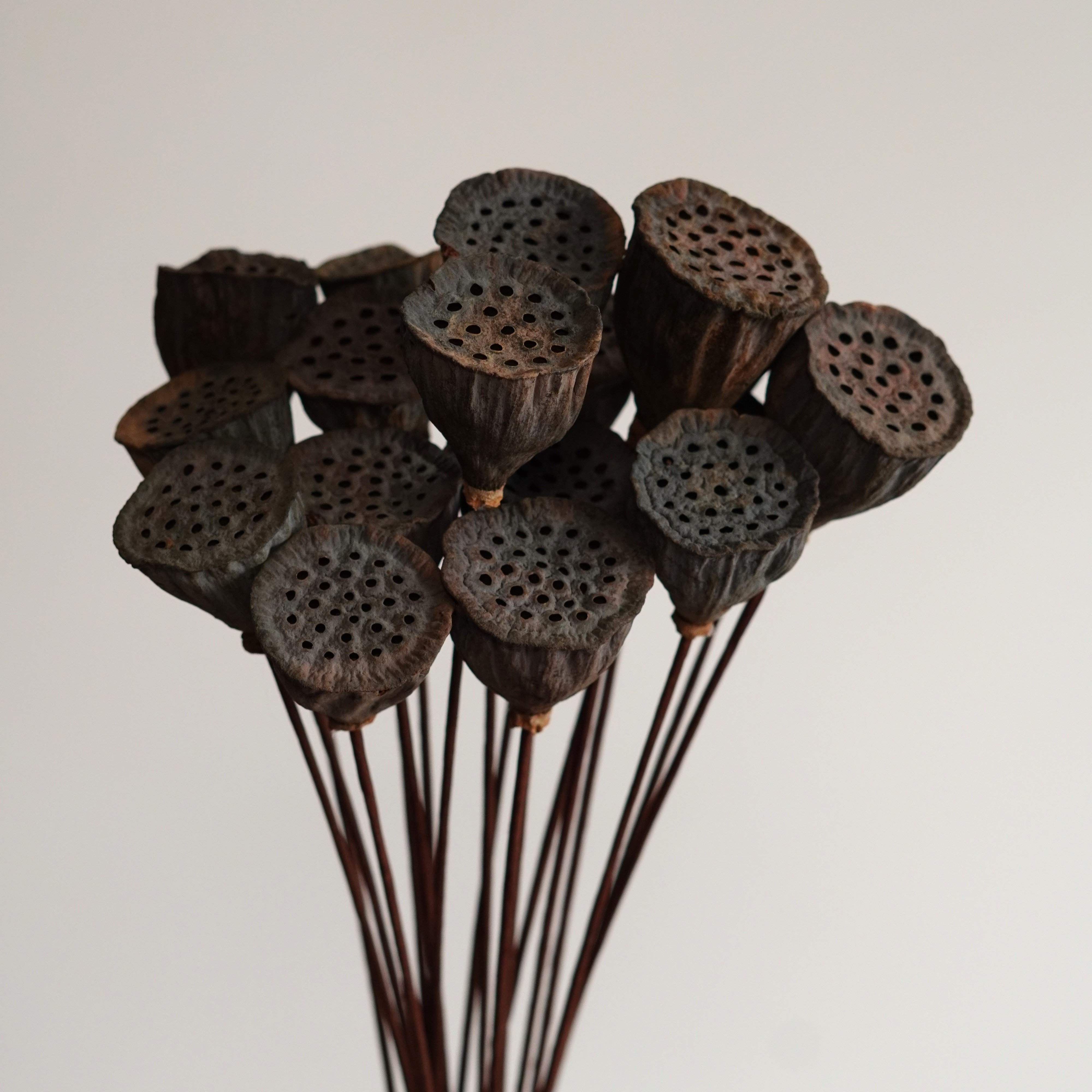 Dried Natural Lotus Pods Stemmed - Dried Lotus Pods - Natural Decor - Rustic Decor - Lotus Flower Arrangement