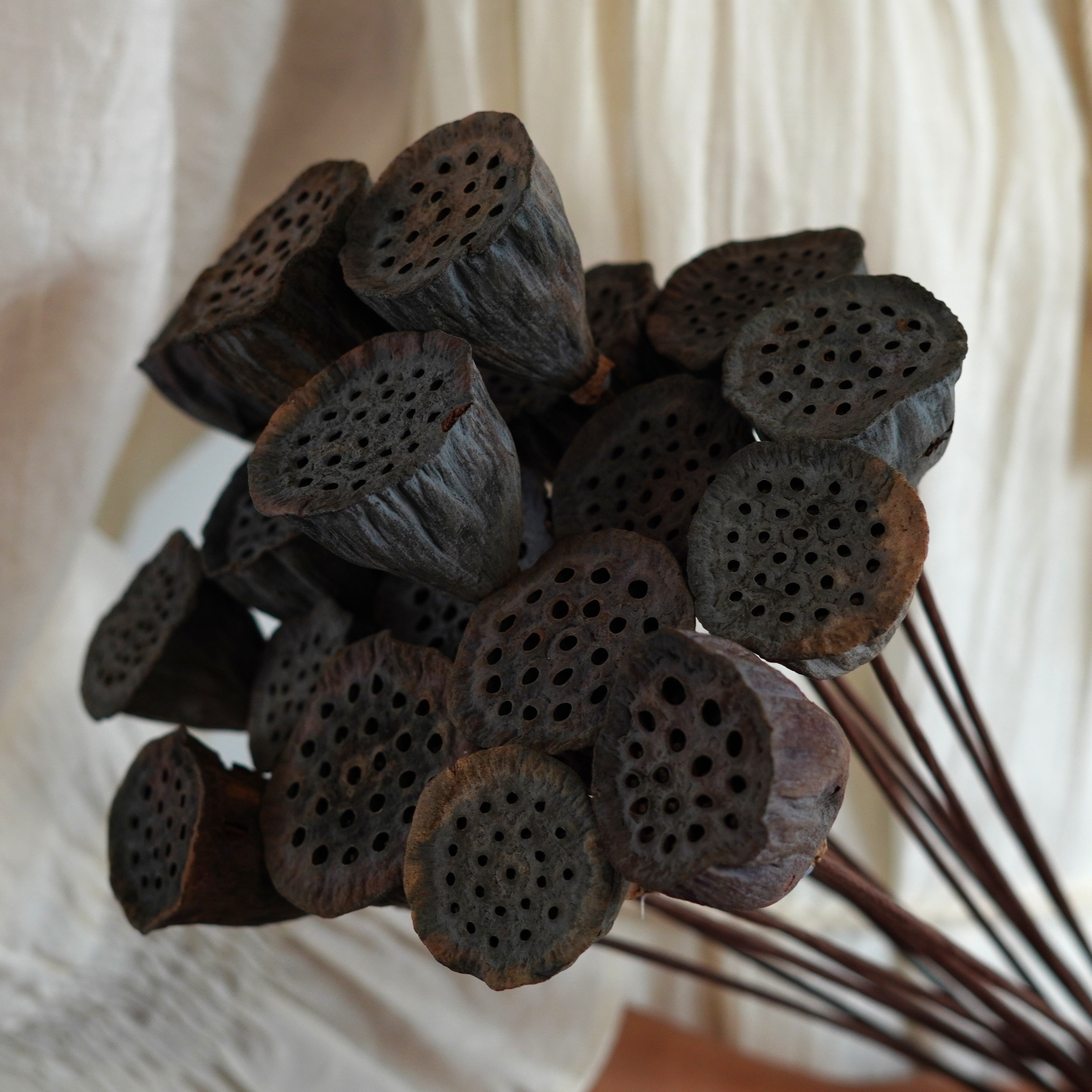 Dried Natural Lotus Pods Stemmed - Dried Lotus Pods - Natural Decor - Rustic Decor - Lotus Flower Arrangement