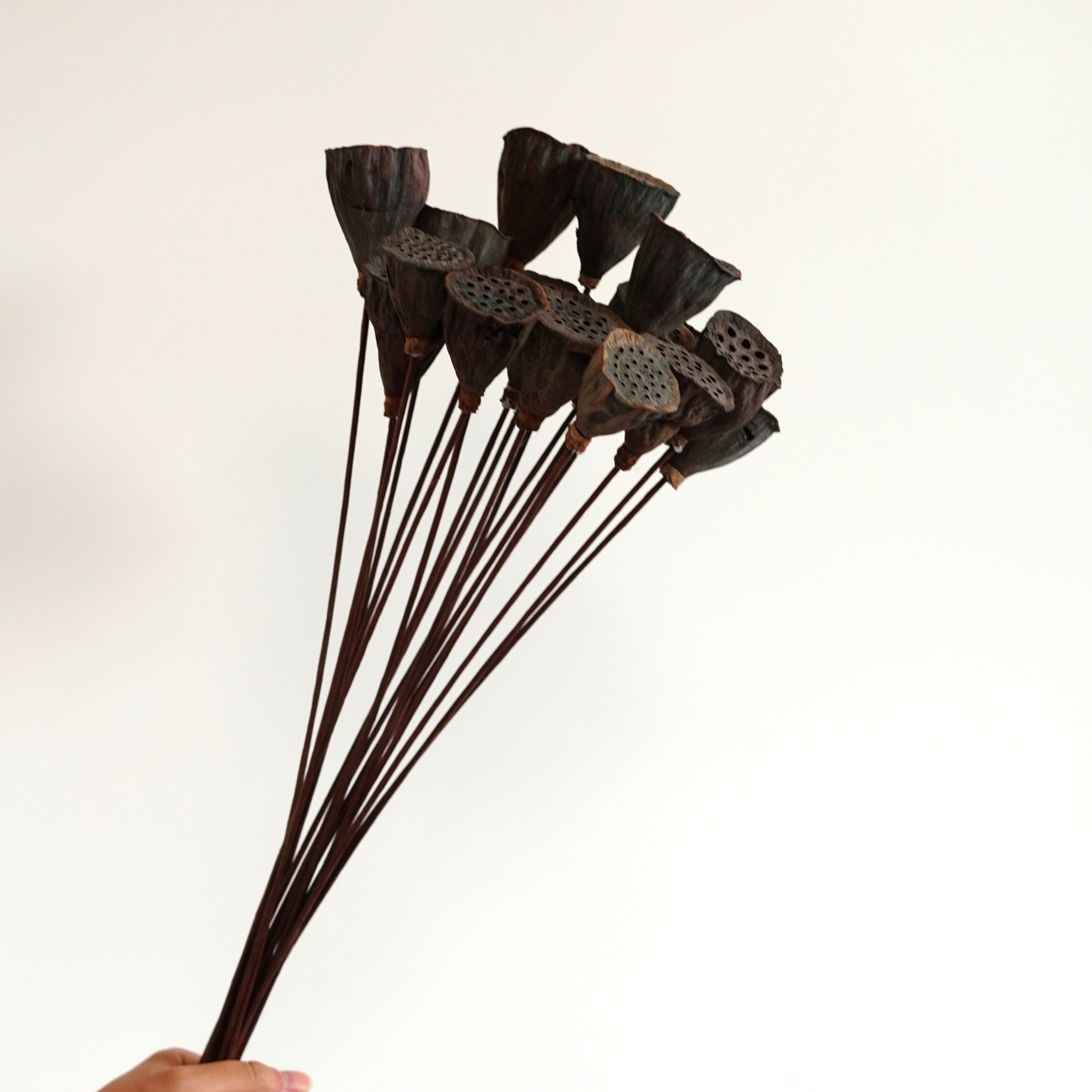 Dried Natural Lotus Pods Stemmed - Dried Lotus Pods - Natural Decor - Rustic Decor - Lotus Flower Arrangement