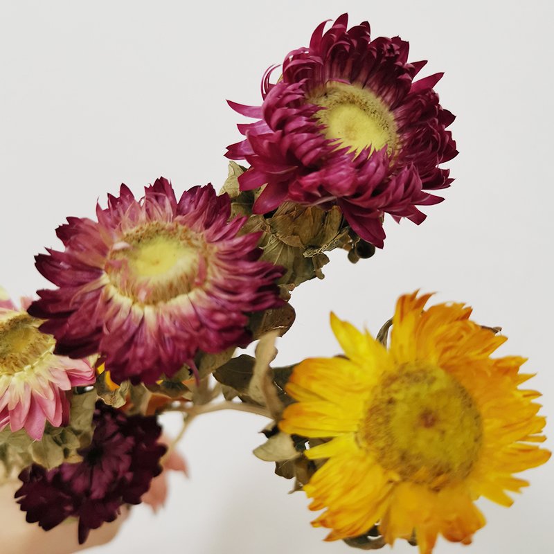 Yunnan factory wholesale most popular good price Dried Colorful artificial chrysanthemum flower for wedding home decor