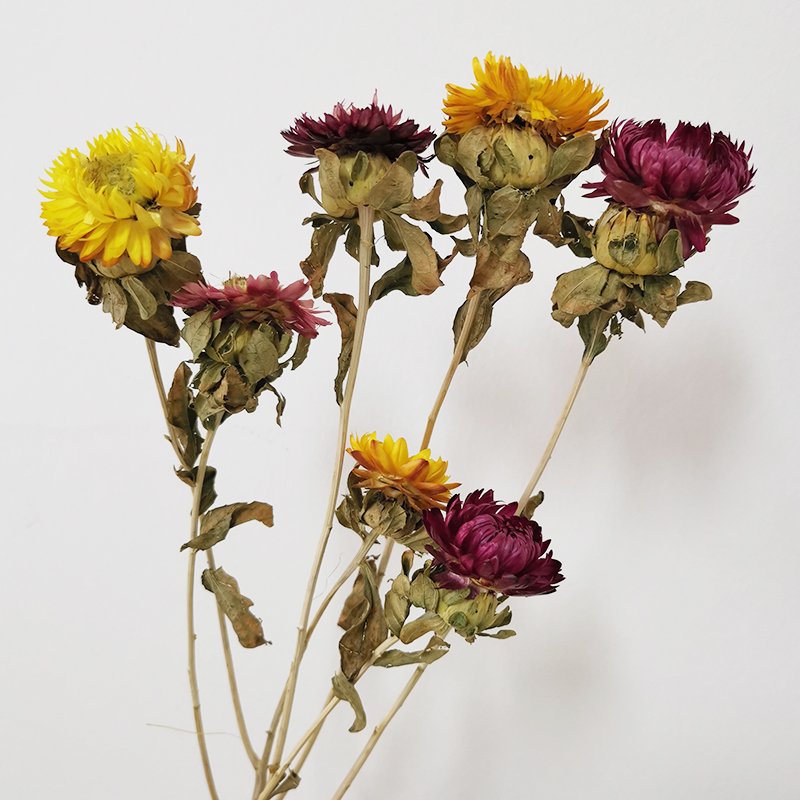 Yunnan factory wholesale most popular good price Dried Colorful artificial chrysanthemum flower for wedding home decor