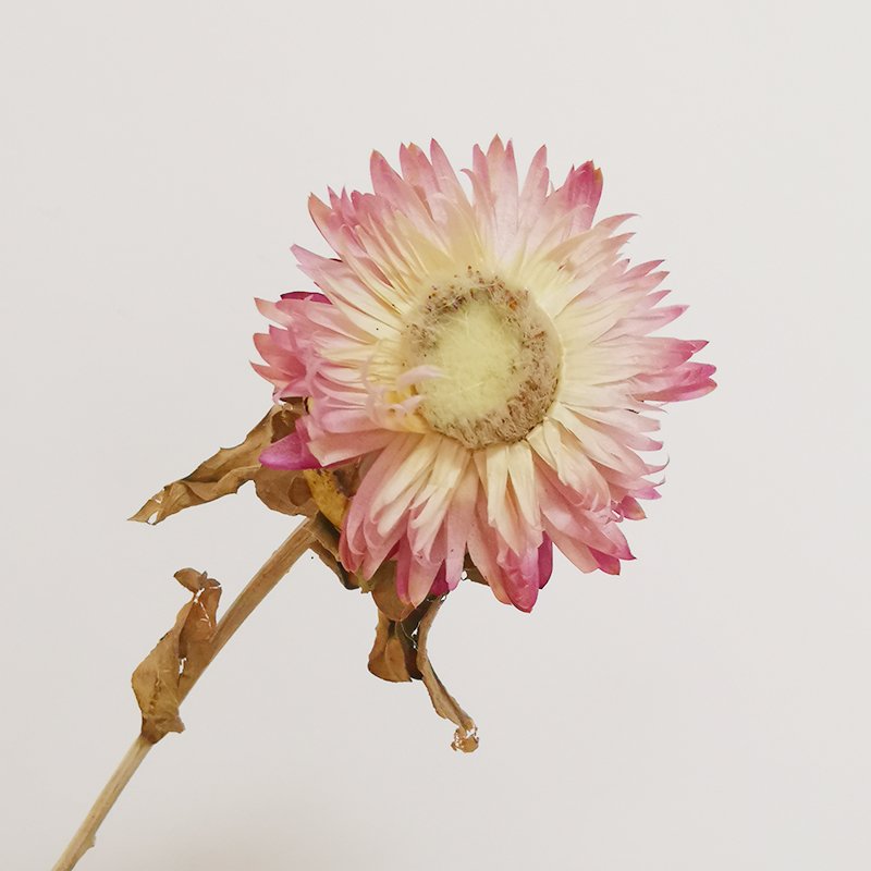 Yunnan factory wholesale most popular good price Dried Colorful artificial chrysanthemum flower for wedding home decor