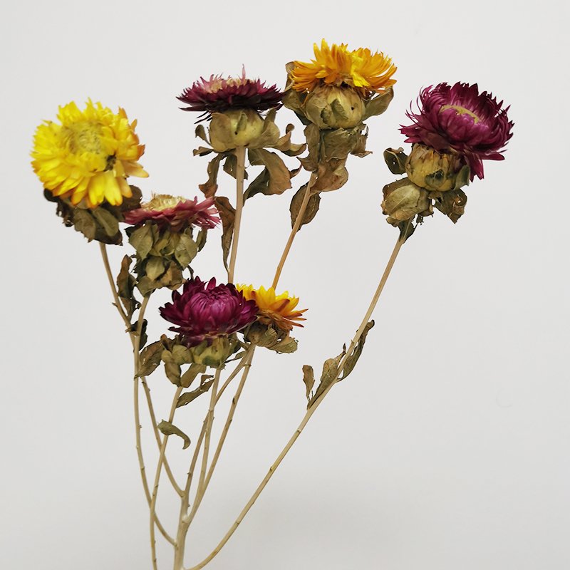 Yunnan factory wholesale most popular good price Dried Colorful artificial chrysanthemum flower for wedding home decor