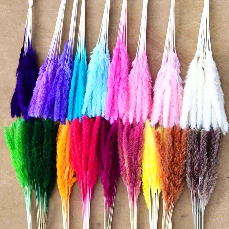 B27-X 2021 popular wedding decor Little Pampas natural dry Small reed decorative flowers dried flower Small Pampas pampa grass