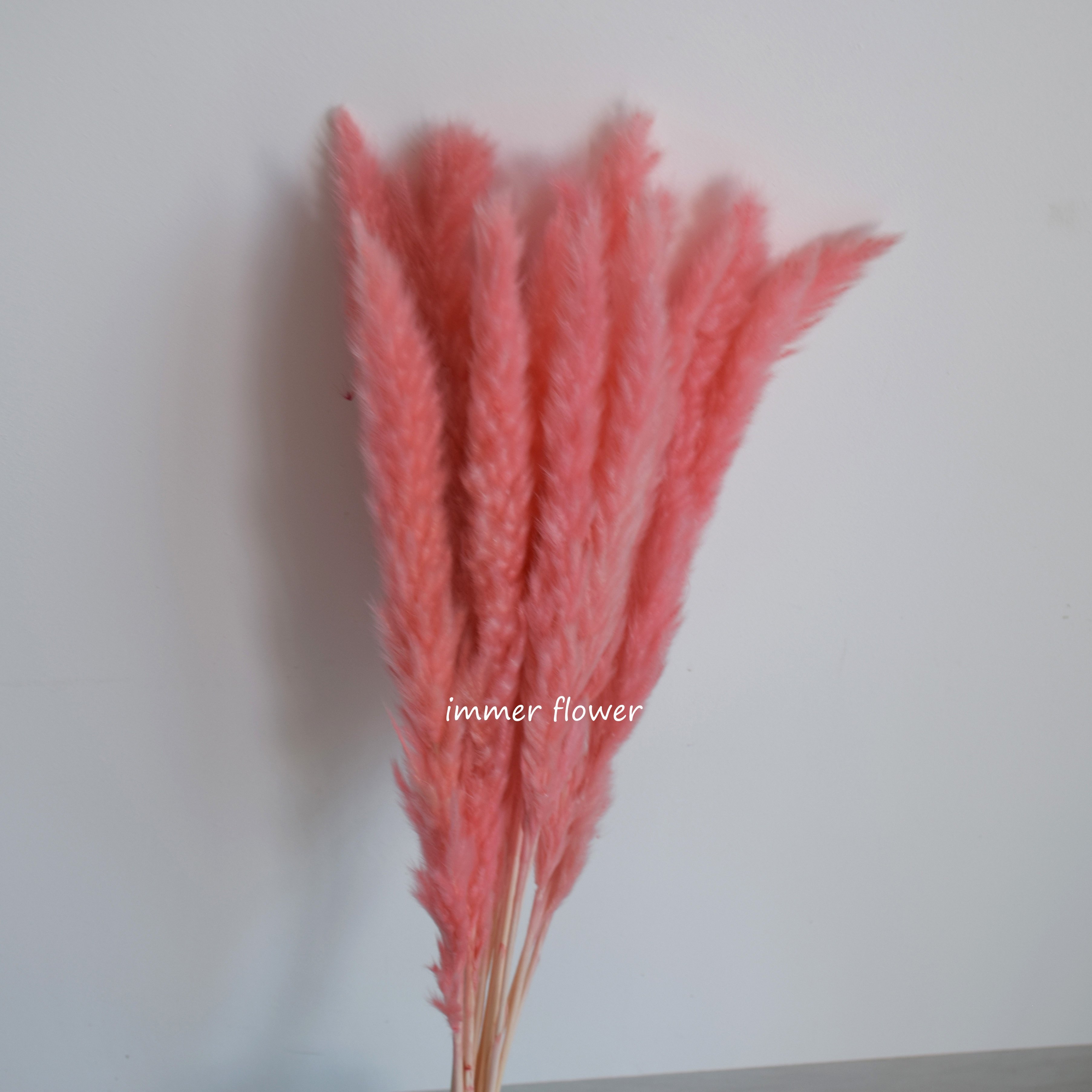Beautiful Dry Reed Flower Cheap Wholesale From China