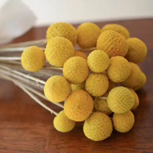 B - 1 Dried billy balls craspedia Bunch of craspedia dried yellow Billy buttons baby shower flowers
