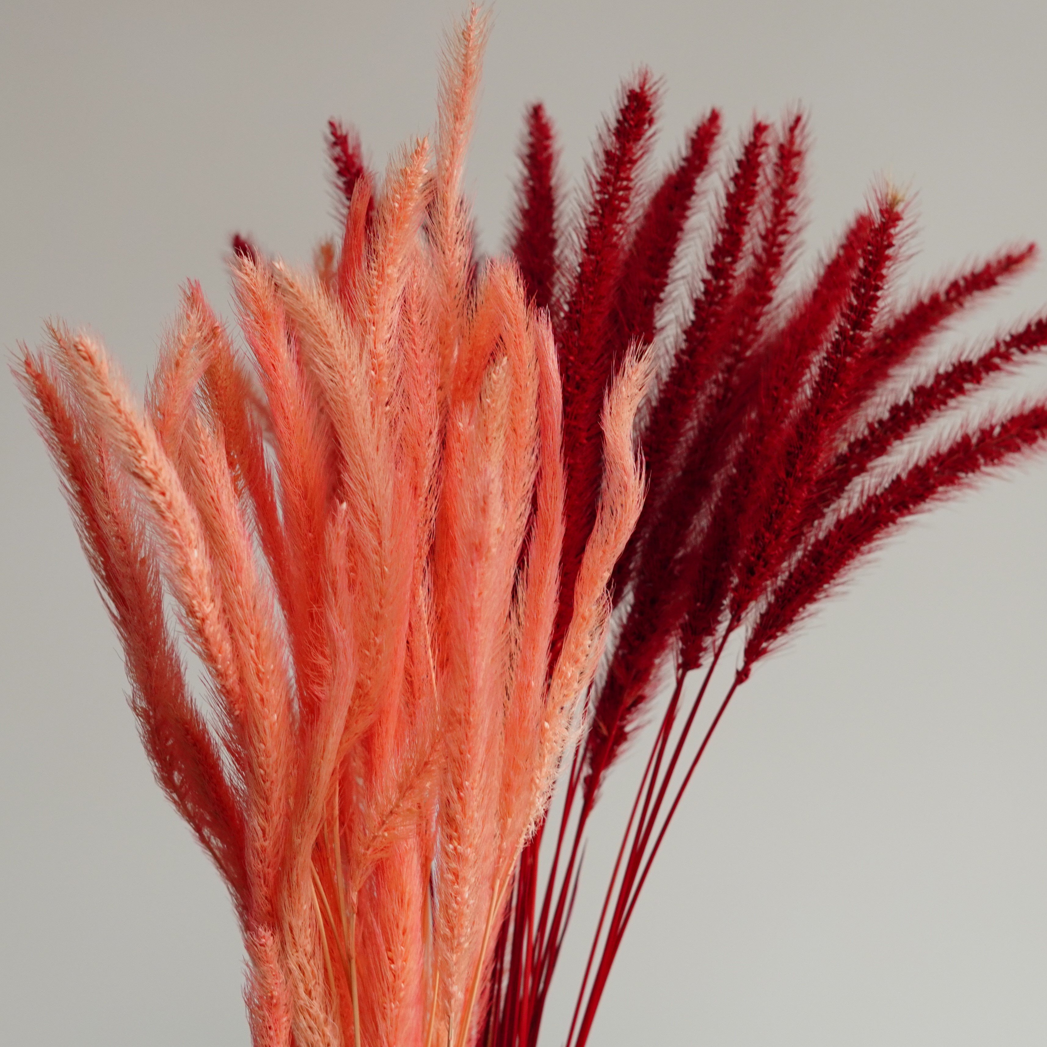 Dried Bunny Rabbit Tail Grass Lagurus Grass Naturally Boho Wedding Decor Dried Flowers