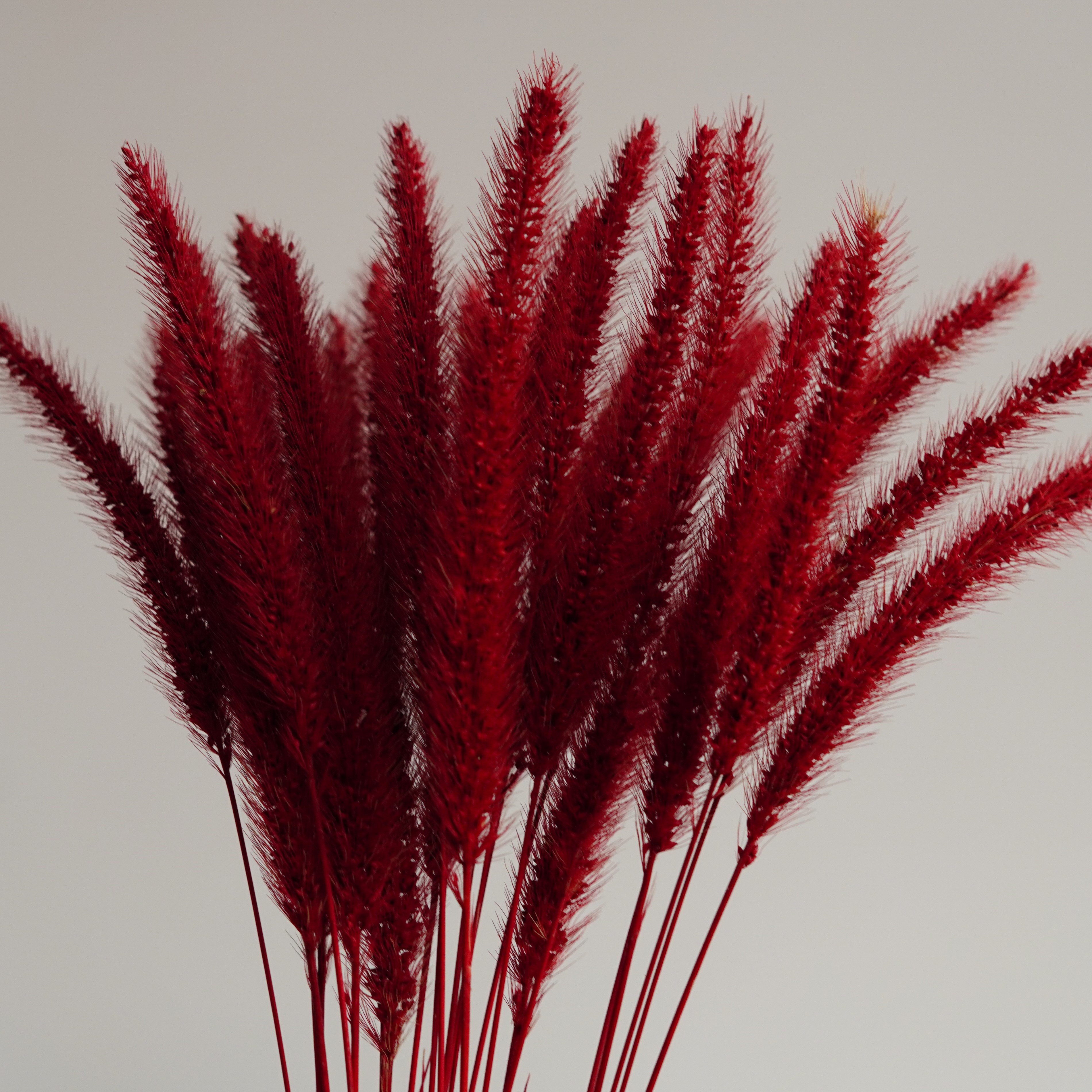 Dried Bunny Rabbit Tail Grass Lagurus Grass Naturally Boho Wedding Decor Dried Flowers