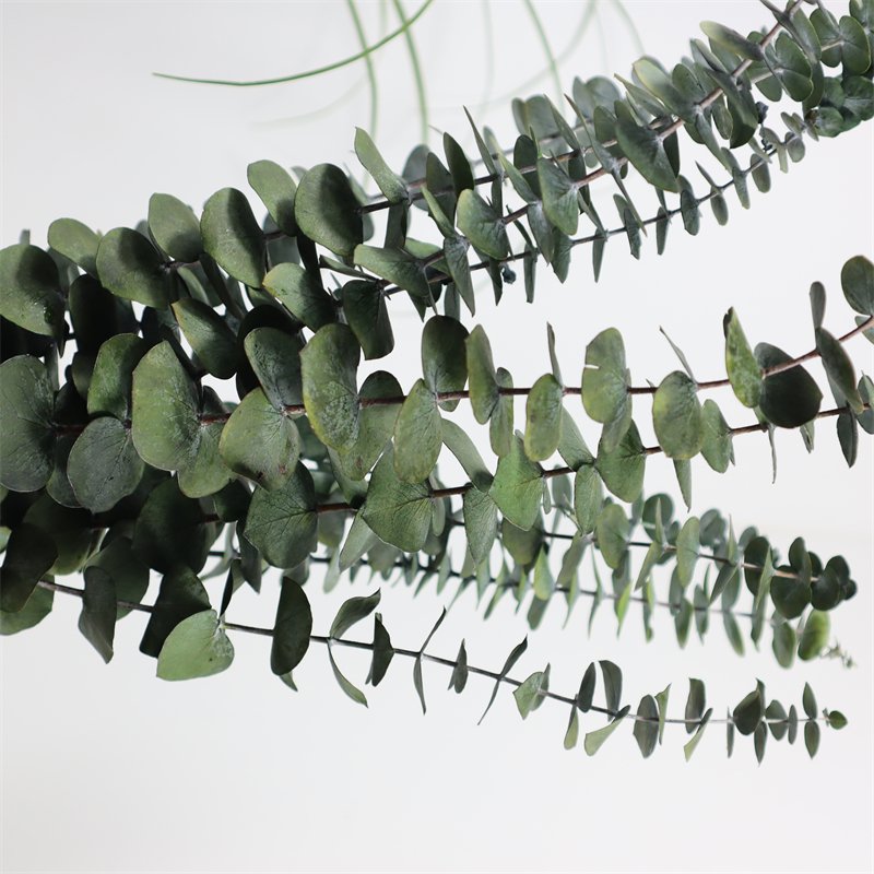 2024 Preserved Flowers Plants Dried Eucalyptus Bundle Fresh Eucalyptus Branches for arrangement wedding floral decor home decor