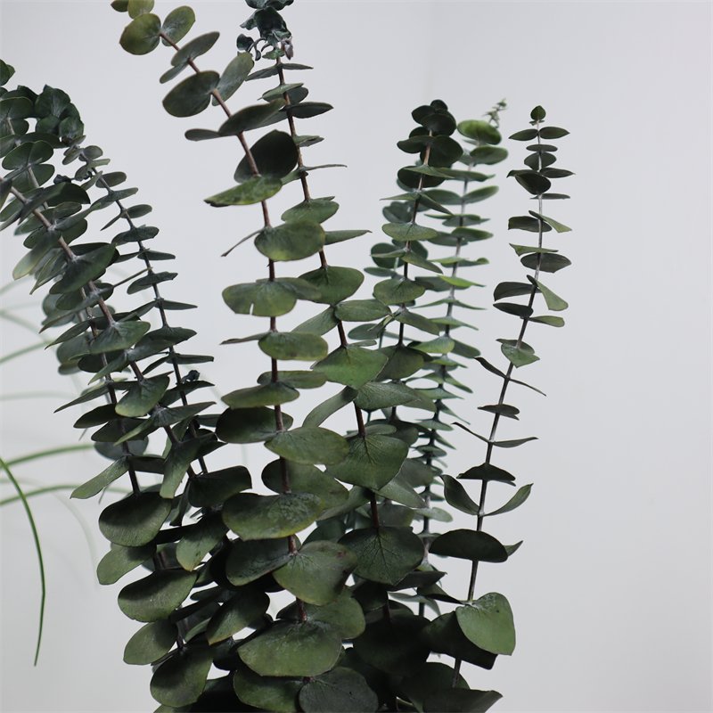 2024 Preserved Flowers Plants Dried Eucalyptus Bundle Fresh Eucalyptus Branches for arrangement wedding floral decor home decor