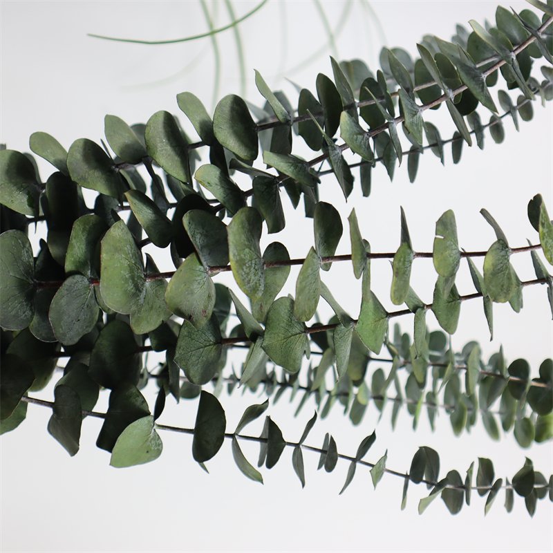 2024 Preserved Flowers Plants Dried Eucalyptus Bundle Fresh Eucalyptus Branches for arrangement wedding floral decor home decor