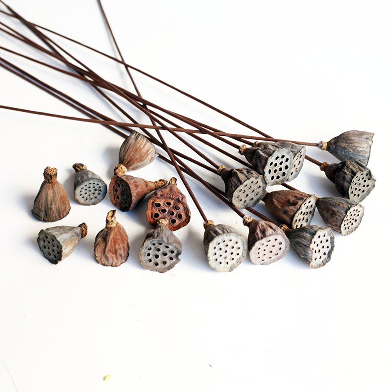 Natural Small Lotus Pod, Real and Dried, with Wire Stem, lotus flower for Home Decoration