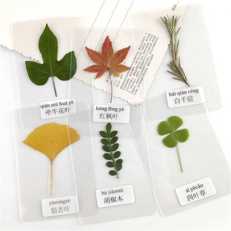 Fast Delivery Pressed Real Leaf Specimen Stickers Plant Specimen Dried Leaf For Resin Material