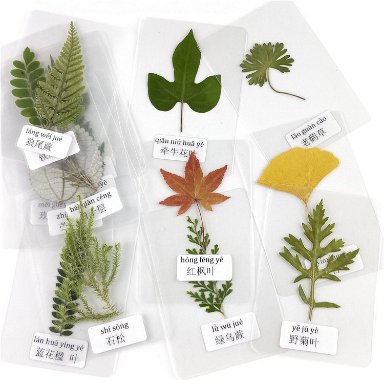 Fast Delivery Pressed Real Leaf Specimen Stickers Plant Specimen Dried Leaf For Resin Material