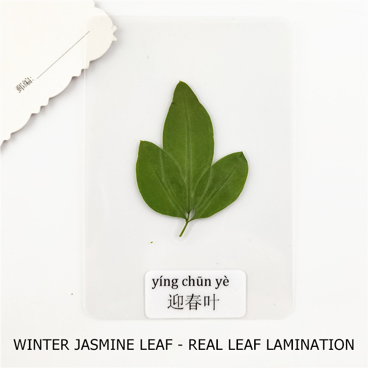 Fast Delivery Pressed Real Leaf Specimen Stickers Plant Specimen Dried Leaf For Resin Material