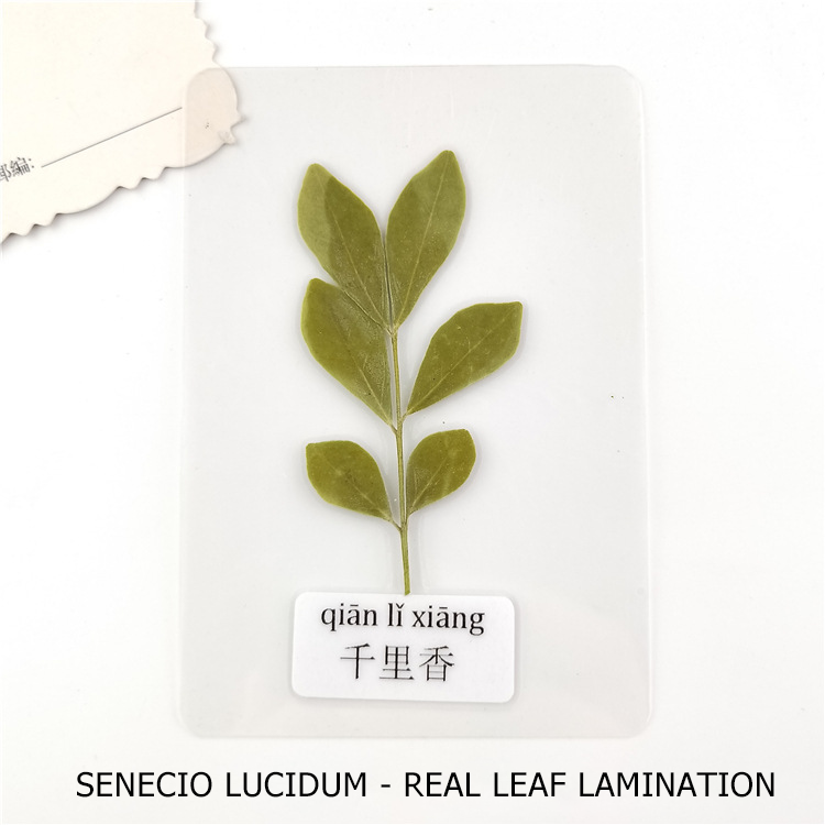 Fast Delivery Pressed Real Leaf Specimen Stickers Plant Specimen Dried Leaf For Resin Material