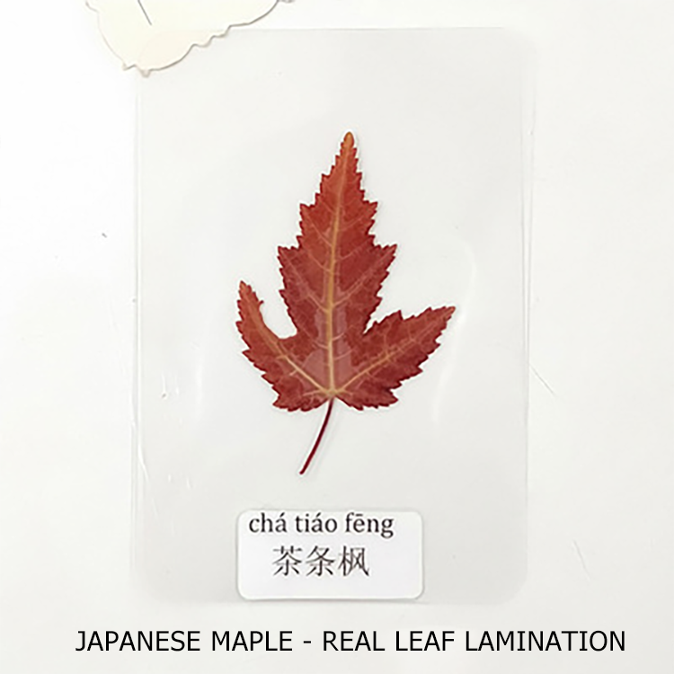 Fast Delivery Pressed Real Leaf Specimen Stickers Plant Specimen Dried Leaf For Resin Material