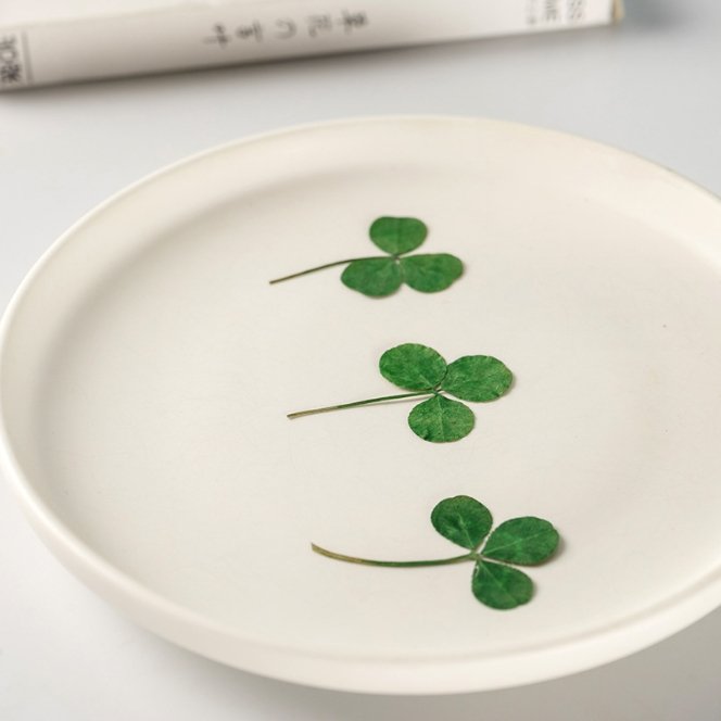 Natural Real Dried Pressed Three Leaf Clover Pressed Flowers Plant Flower Leaf Specimens Dried Shamrock for Epoxy Flower