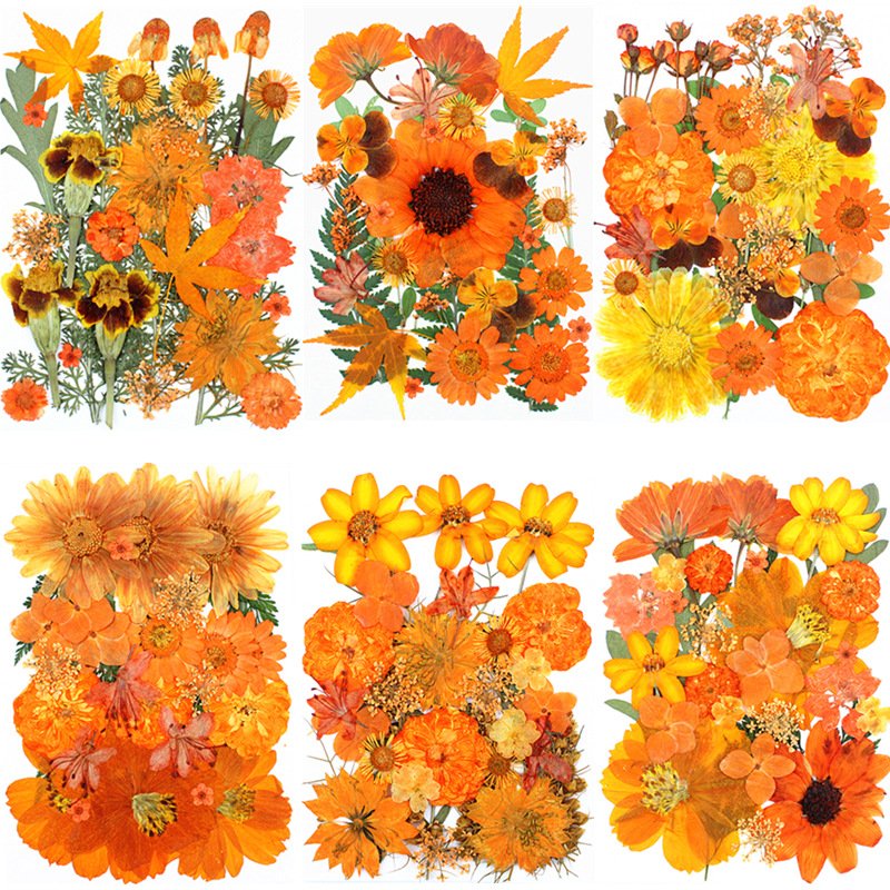 Wholesale Real Orange Pressed Dried Flowers for DIY Specimens Photo Frame Resin Jewelry
